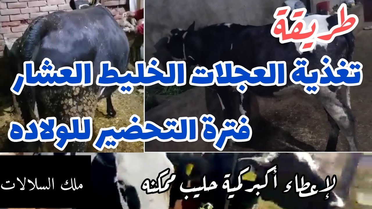 (الطريقة المثاليه) لرعايه عجلات خليط بكارة قبل الولادة  . لإعطاء أعلى لبن ممكن في الموسم الأول....