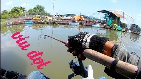 Câu Tôm câu Cá - Bè An Bình - Lên Tôm càng xanh cá He Vàng cá Dãnh...  Video 100