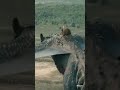 The Evolution of Ulf in HOTD