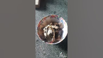 Cá ngát nấu canh chua