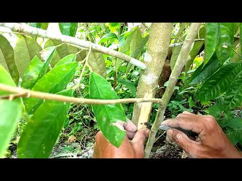 Cara kawin POKOK DURIAN paling mudah