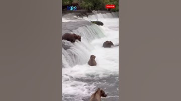 Xem gấu nâu Alaska bắt cá hồi