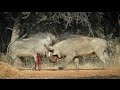 A Bloody Battle of Two Bull Warthogs       _(vid-85_720p)