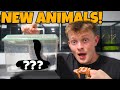 Buying new exotic animals