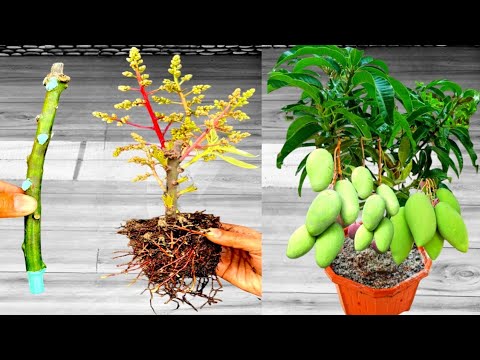 How To Grow Mango Tree From Cutting 14 × Views - YouTube