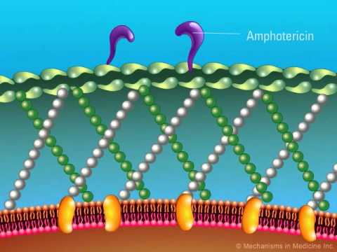 azole antifungal #10