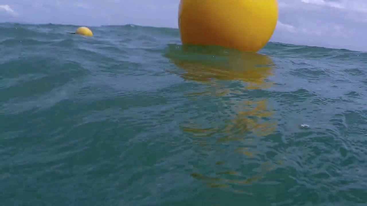 Shark encounter in murky waters off Magnetic Island