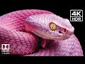 Next-Level Display Test | 4K Dolby Vision in 60FPS HDR