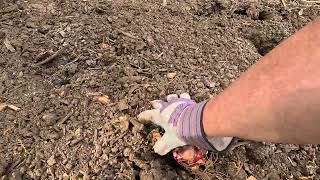 Planting Canna Lilies in the front bed