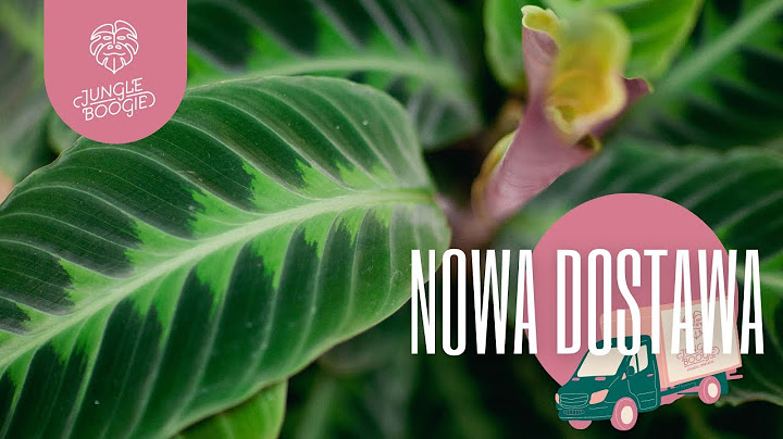 OGROMNA dostawa roślin! Epiphyllum chrysocardium, Kalatee, Fikusy, Hoje i inne dobroci!