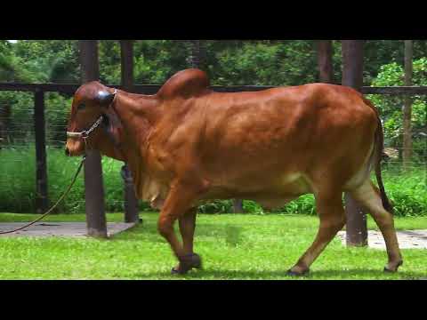 LOTE 07 SUMITRA FIV DA XAPETUBA JAS 1021