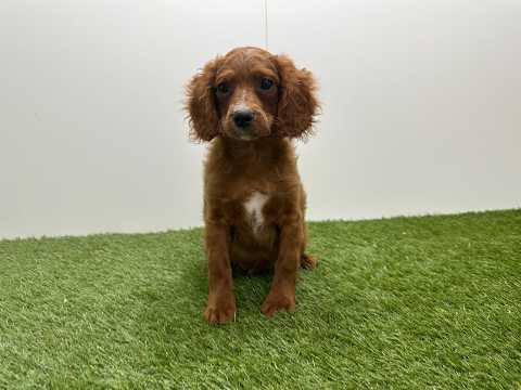 Video van Cavapoo Male Abricot - PUP-ID 010725298 | Dierenhof Debrabandere