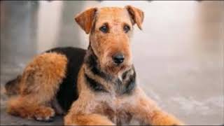 Airedale Terrier