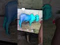 Scanning Cow and making it 3d #shorts