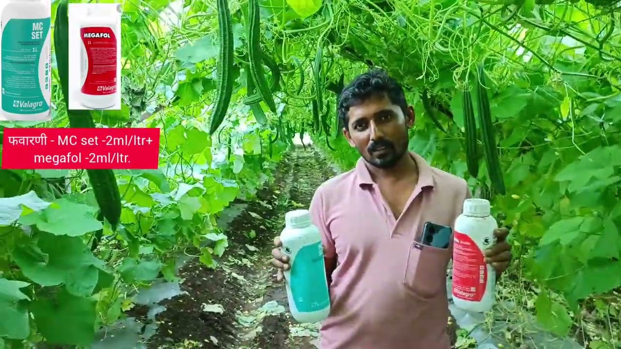 दोडक्याच्या भरघोस उत्पन्न साठी वापरा valagro चे MC set आणि MEGAFOL.