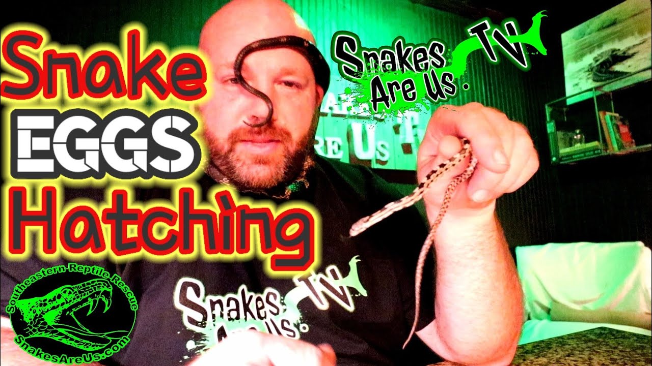 Snake EGGS Hatching!