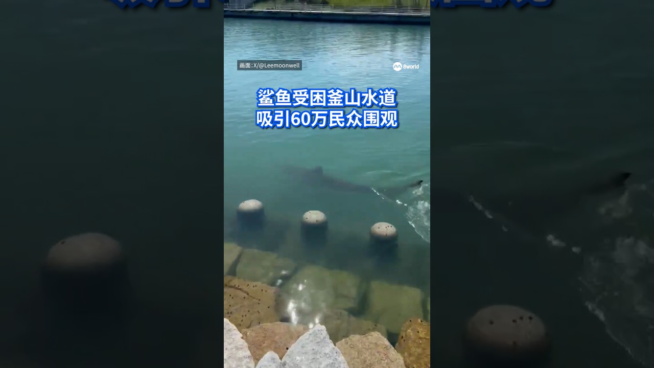 韩国釜山一条鲨鱼意外受困人工水道，短短十多天吸引超过60万人到访，甚至获委任为当地荣誉宣传大使。#8视界新闻网 #8worldnews #Korea #shark #trapped
