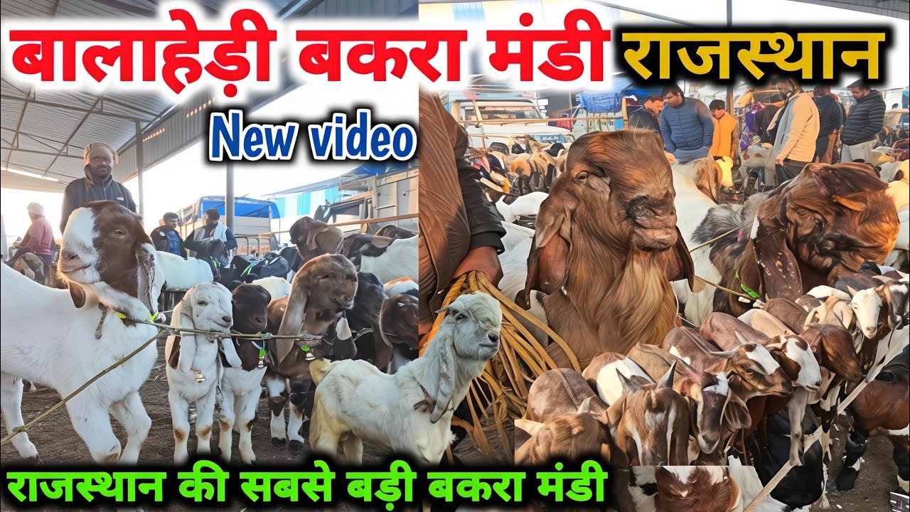 बालाहेड़ी मंडी में आज के सबसे तगड़े बकरे Balahedi Bakra Mandi Rajasthan 