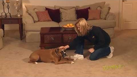 How to Teach Your Dog to Lie Down For Dummies