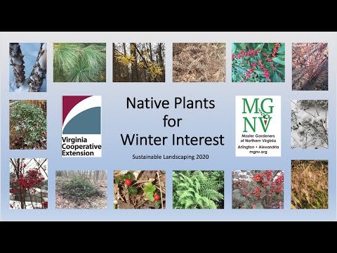 วีดีโอ: การปลูกพืช Liriope ในฤดูหนาว – เรียนรู้เกี่ยวกับ Lilyturf Winter Care
