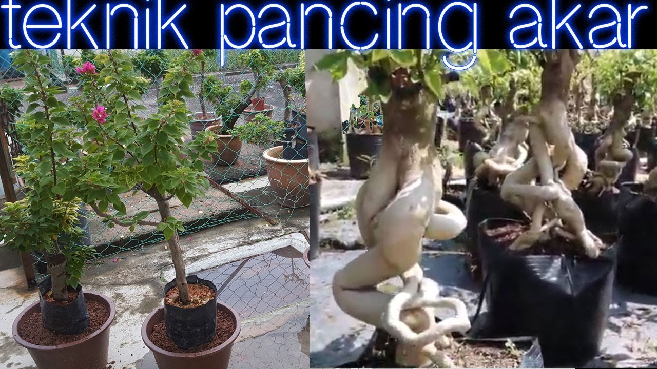 TIPS BESARKAN AKAR BUNGA KERTAS | BOUGAINVILLEA SUPAYA JADI BONSAI YANG MANTAP!