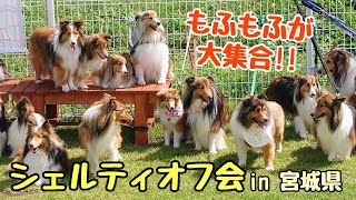 もふもふのシェルティ達が可愛すぎました❤ 〜東北シェルティ会 in 宮城県〜 Many cute dogs gathered