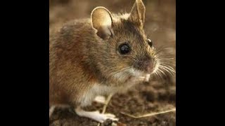 Bukti 8 Arti Mimpi Menangkap Tikus Menurut Primbon Jawa Paling N