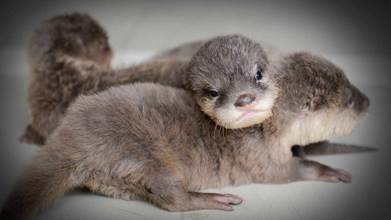 The Dark Side Of Otters