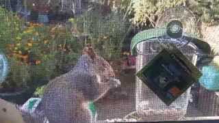 Funny Squirrel