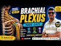 Brachial Plexus in 5 Minutes | Full Concept & Mnemonic