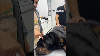 10.000 Tl Para Ödüllü Asla Elinizle Dokunamayacağınız Rottweiler
