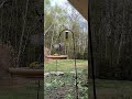 At the feeder