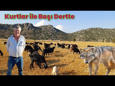 Kurtlar Yüzünden Hayvancılığı Bırakacağım! Burdur Bucak Uğurlu Köyü #hayvancılık 