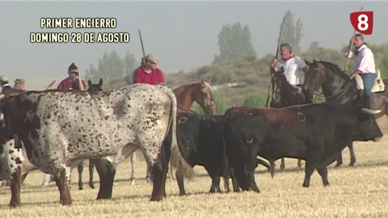 Primer encierro Fiestas de Cuéllar 2016
