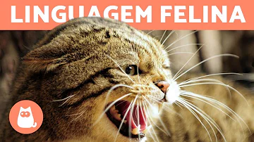 O que é quando o gato ataca do nada?