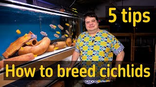 Breeding cichlids 5 tips