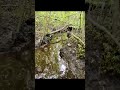 crawling through the wetlands looking for beaver sign