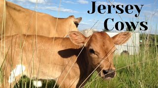 Jersey Cows  A Quick Look