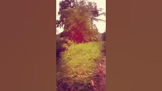 isin muleh_didi kempot