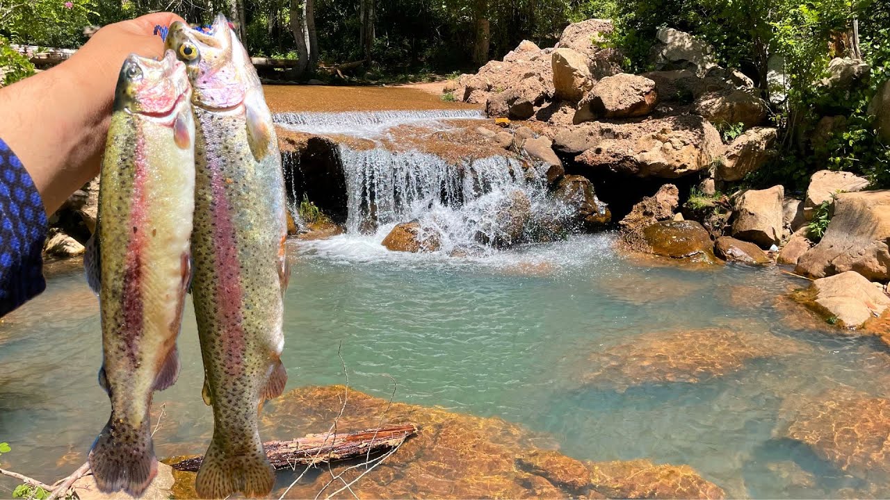 EXPLORING and FISHING a Mountain Stream for Trout! (Canyon Creek