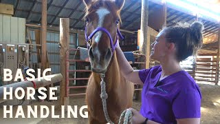 Basic Horse Handling for the Veterinary Technician by Kendra the Vet Tech 17,884 views 2 years ago 10 minutes, 56 seconds