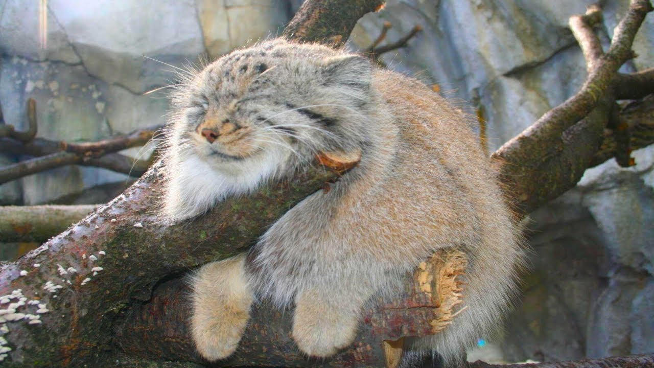 Pallas cat is a rare, vicious, wild mountain cat! A contemporary of the saber-toothed tiger