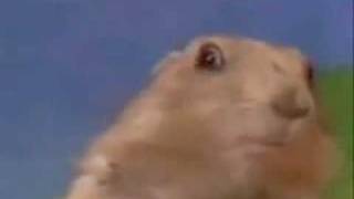 dramatic chipmunk(pierre dog, squarrel)