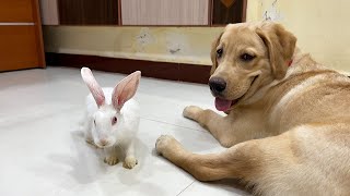Dog and bunny plays hide & seek inside the house | Little John and Snow |