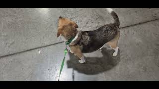 My Envigo adopted Beagle Kai at Geocaching Woodstock XXI Morgantown W.V...