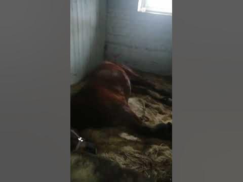 Для тех, кто думает, что лошади спят стоя 💤 - YouTube