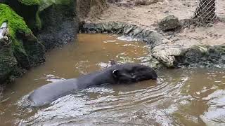 A swimming Malayan tapir