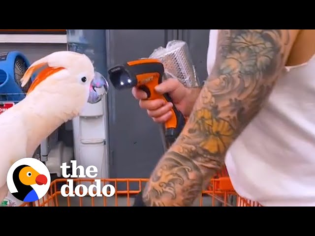 Parrot Loves Going To Home Depot With His Dad | The Dodo Soulmates class=