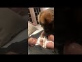 Delightful Laughter As Doggy Licks Baby Clean ViralHog 
