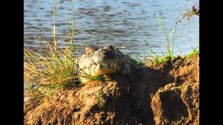 Africa Slideshow HD 1080p